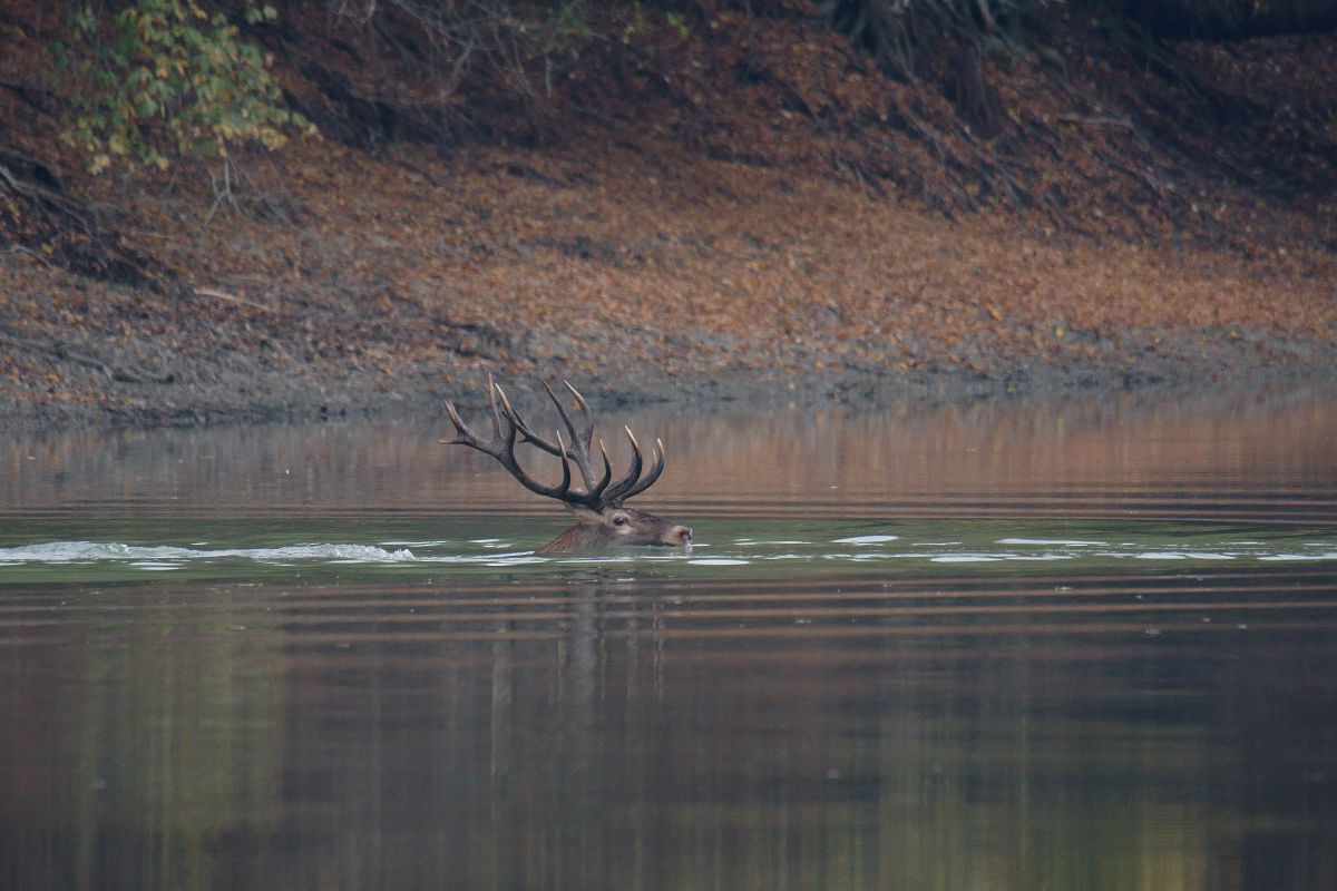 Kalmár Lajos Gábor