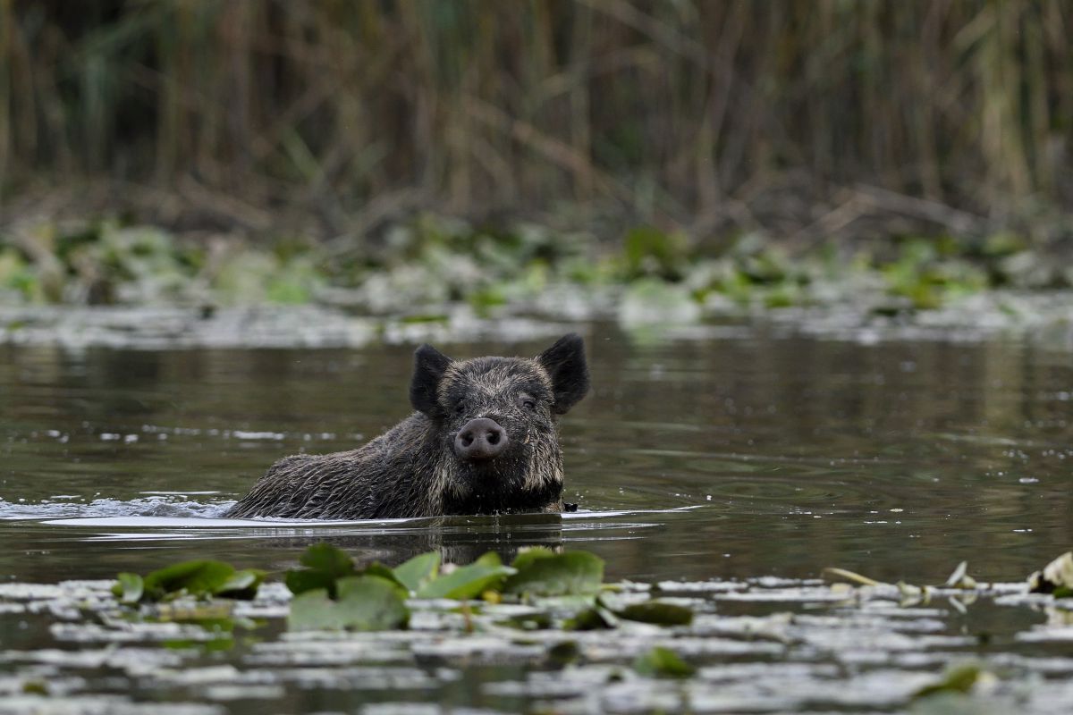 Násfayné Kőházi Mária