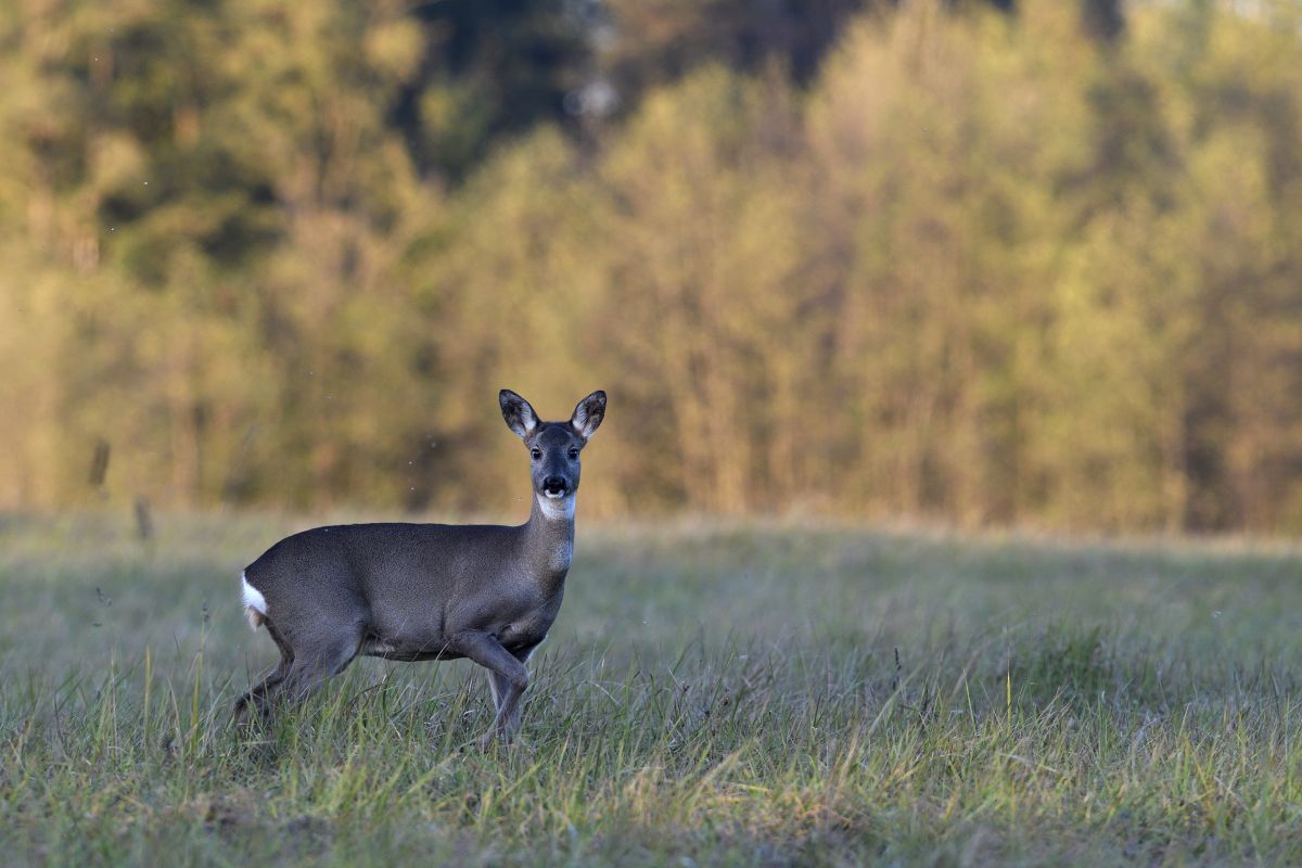 Násfayné Kőházi Mária