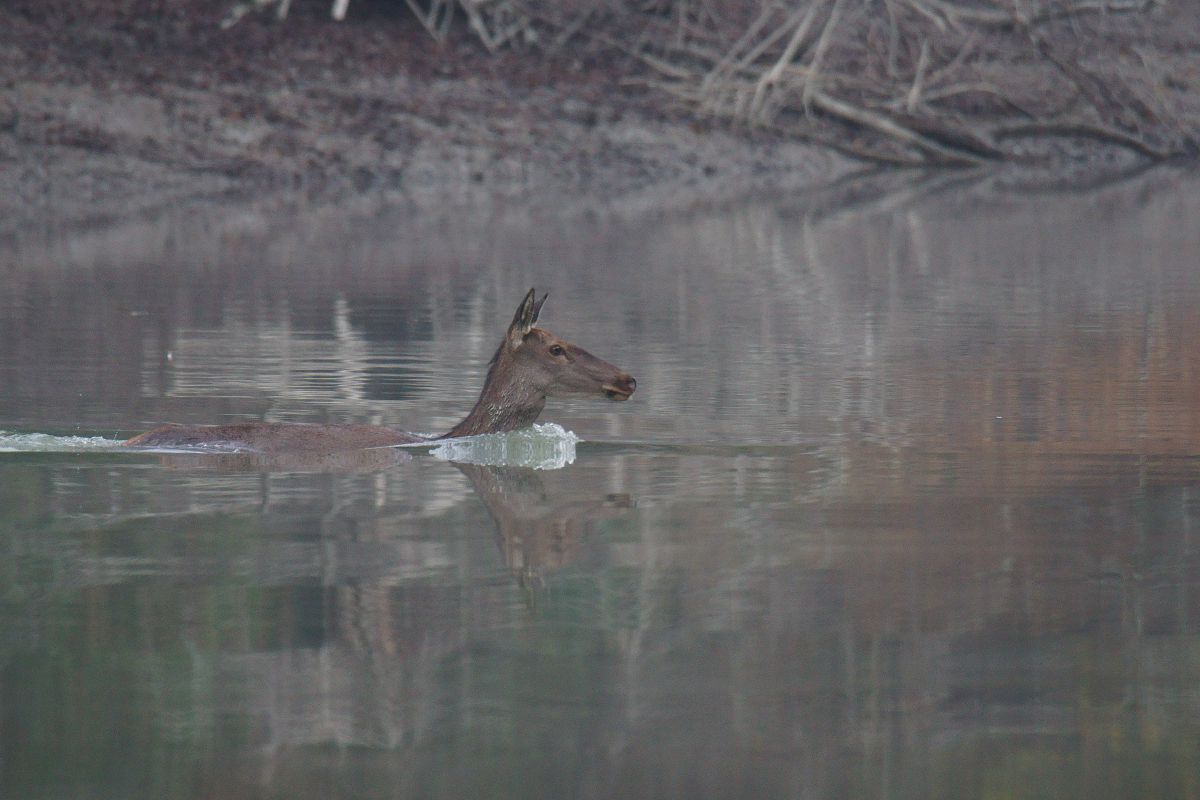 Kalmár Lajos Gábor