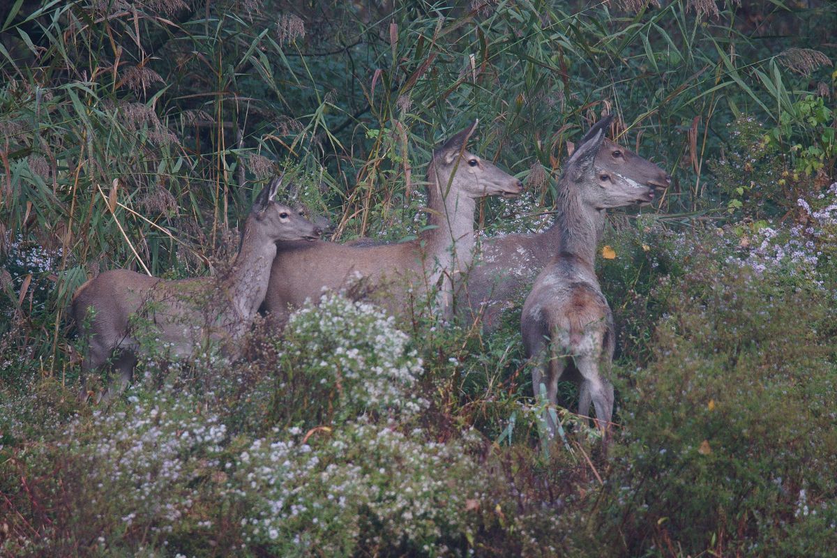 Kalmár Lajos Gábor
