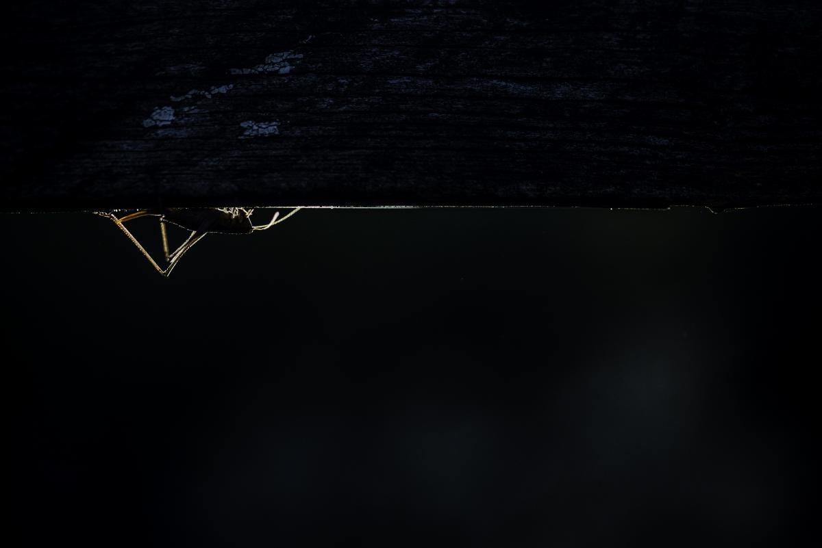 Darányiné Bakos Éva