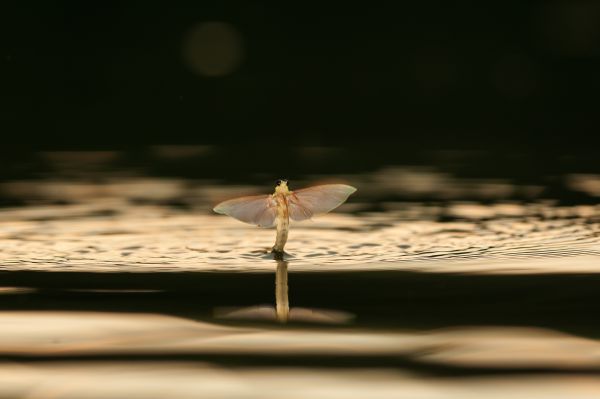 Angyal a víz felett