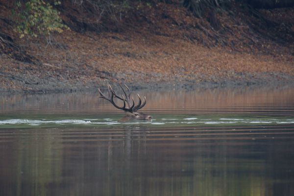 A király átkelése