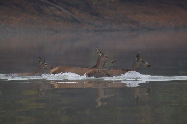Átkelés a holtágon