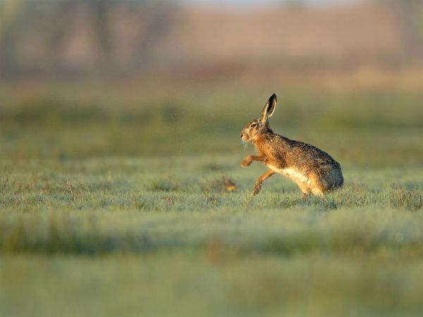Reggeli pancsikolás