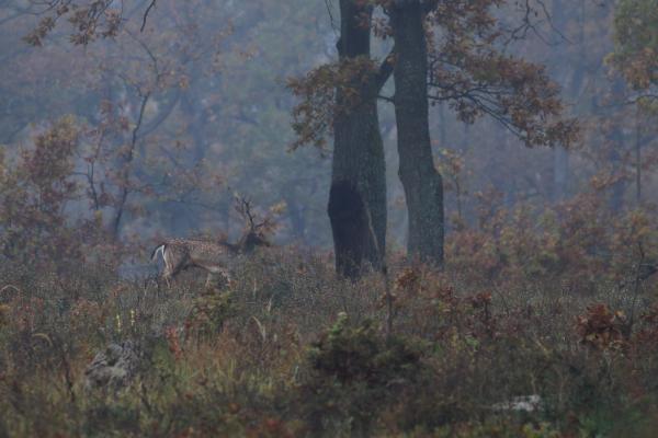 Hajnal a tölgyesben