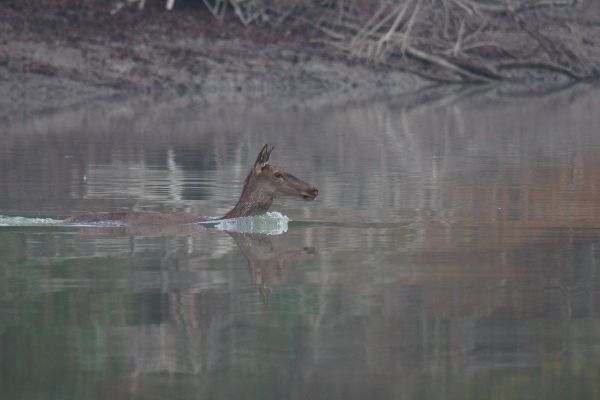 A vezértehén átkelése
