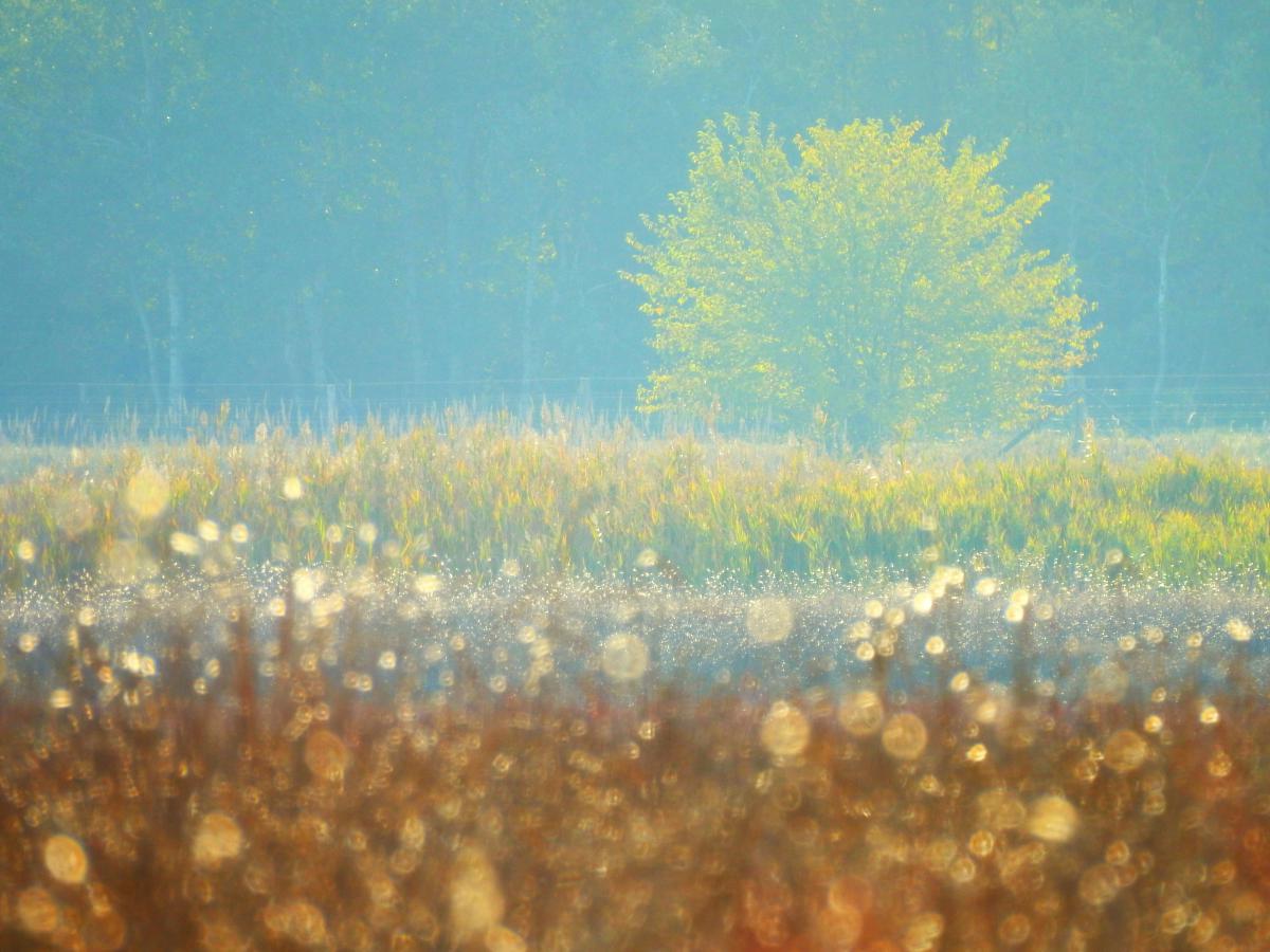 Koncz-Bisztricz Tamás