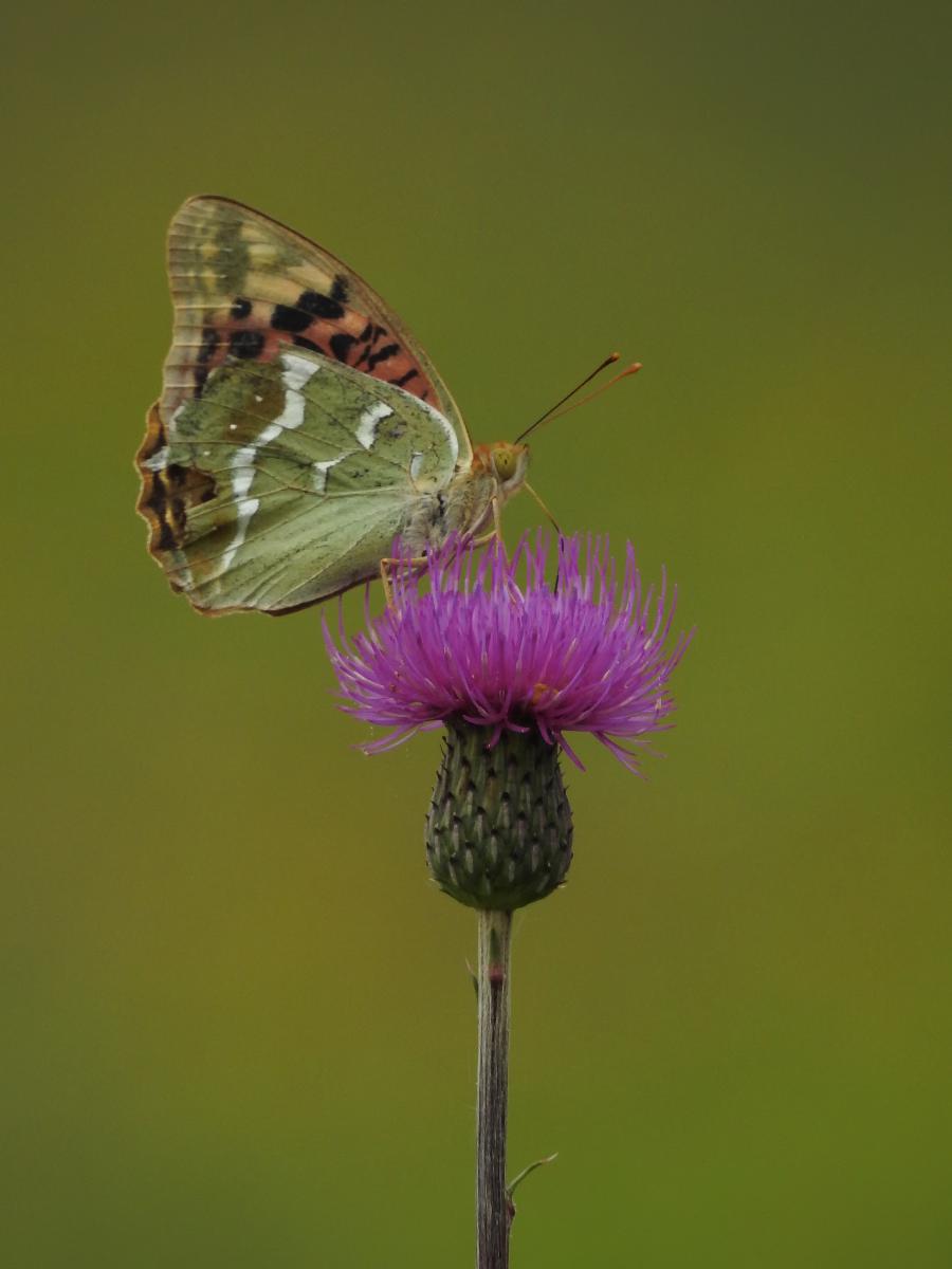 Koncz-Bisztricz Tamás
