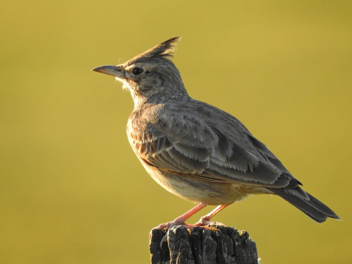 Koncz-Bisztricz Tamás