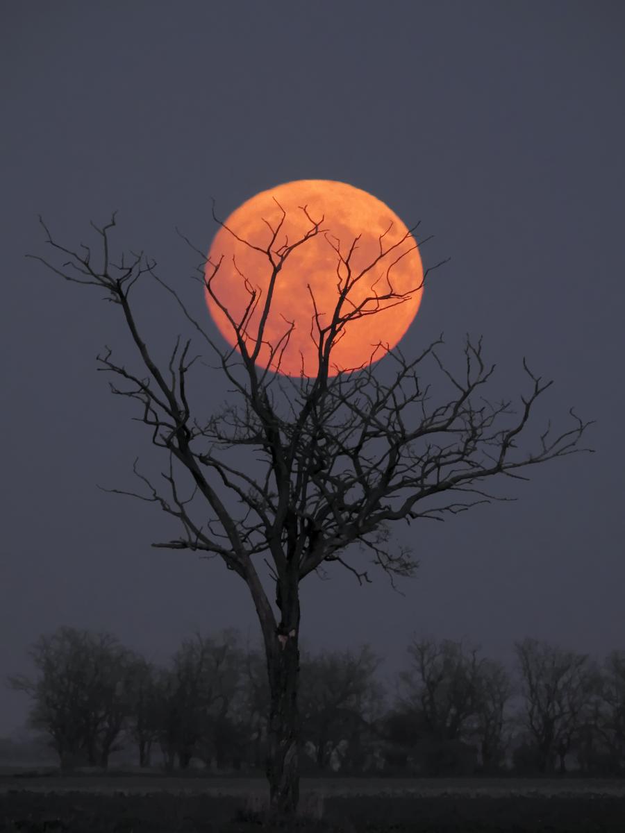 Koncz-Bisztricz Tamás