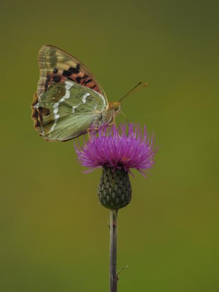 Zöldes gyöngyházlepke