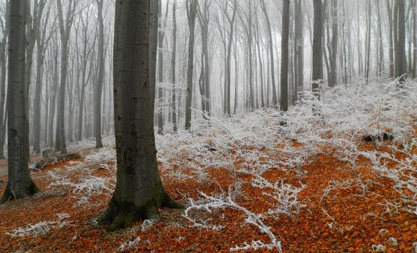 Fagyos erdő