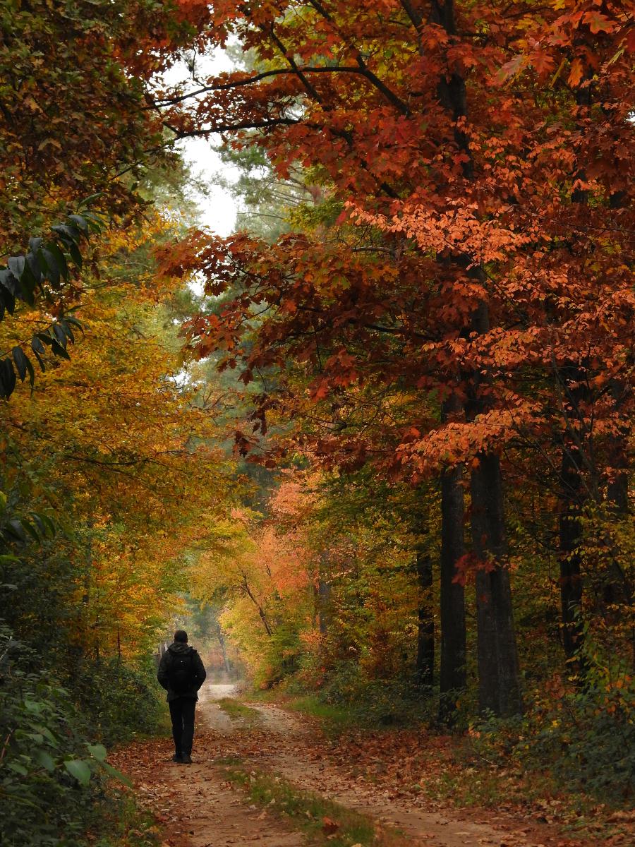 Koncz-Bisztricz Tamás