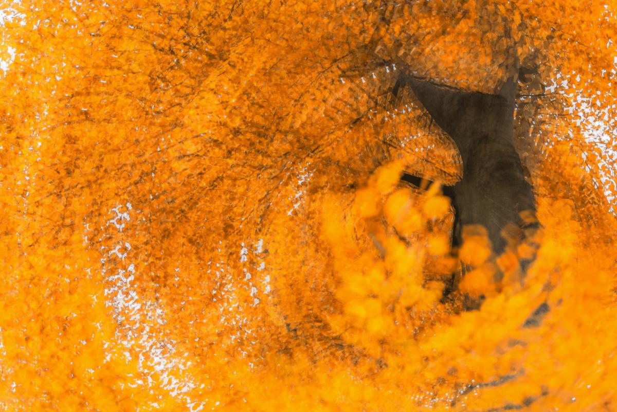 Szakolczai Krisztina