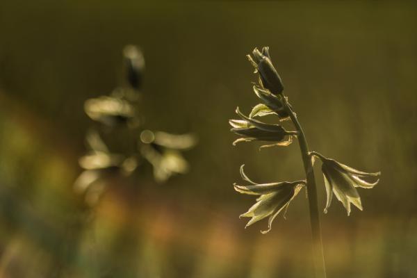 Kónya sárma délután