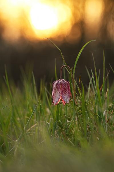 Mocsári kockásliliom