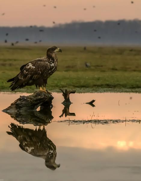 Délutáni Merengés