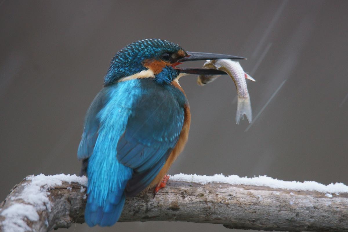 Kalmár Lajos Gábor