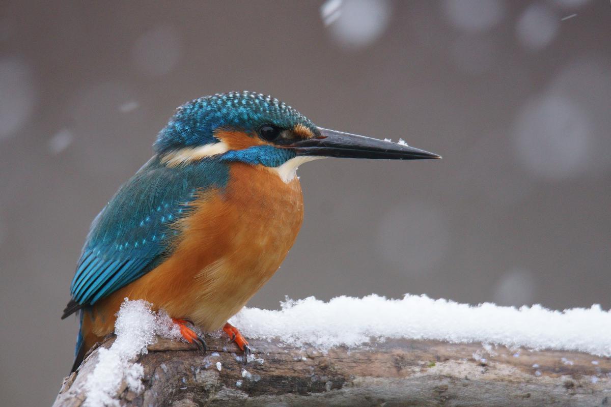 Kalmár Lajos Gábor