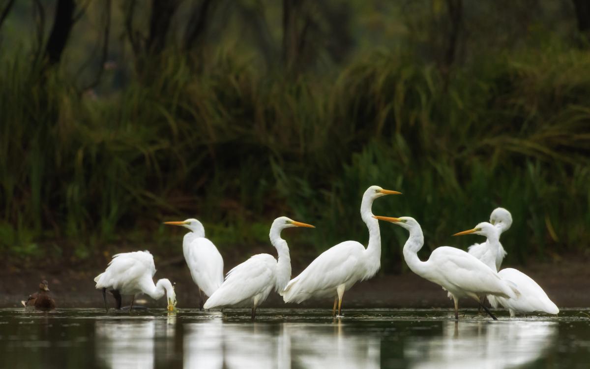 Szakolczai Krisztina