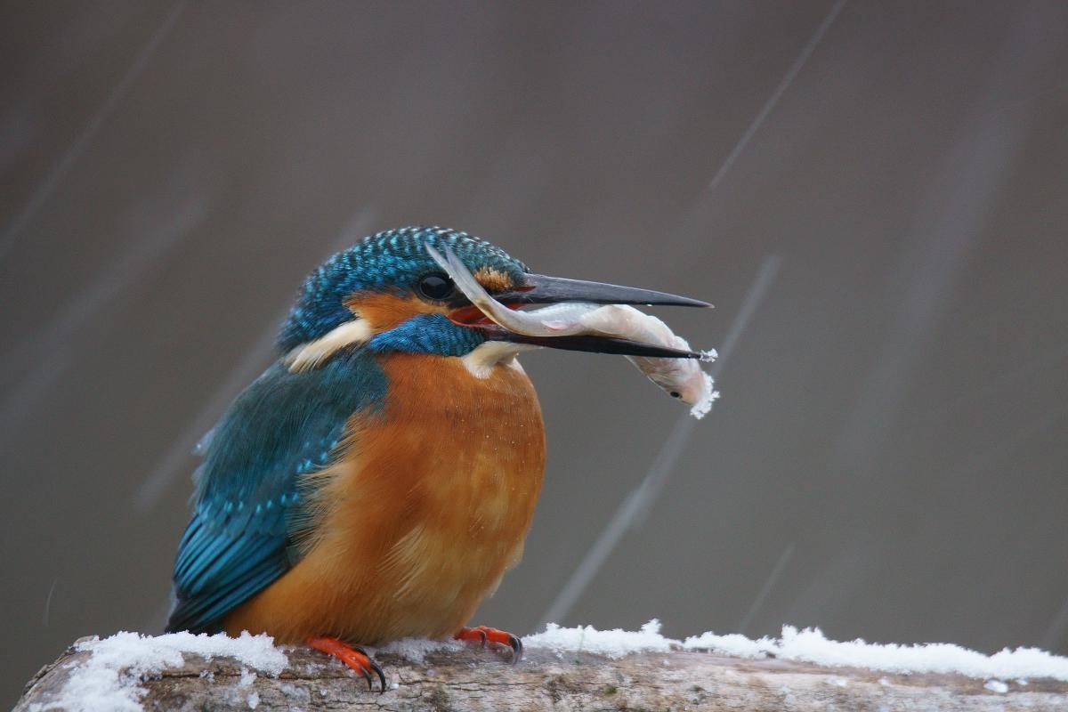 Kalmár Lajos Gábor
