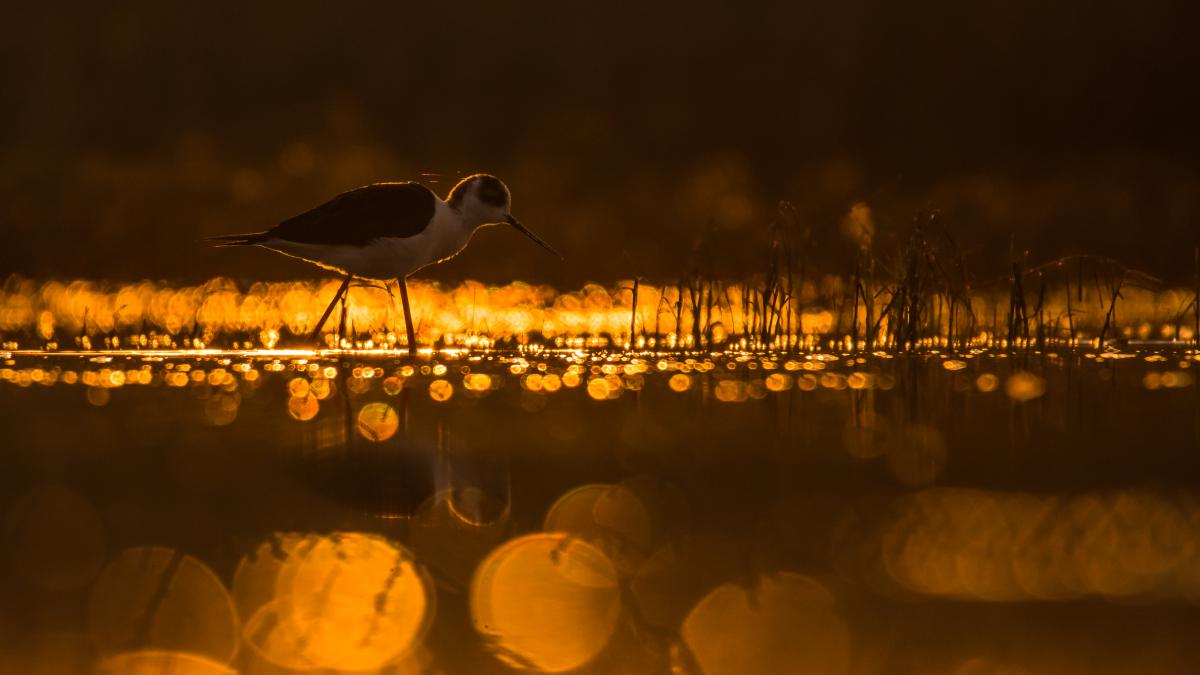 Szakolczai Krisztina