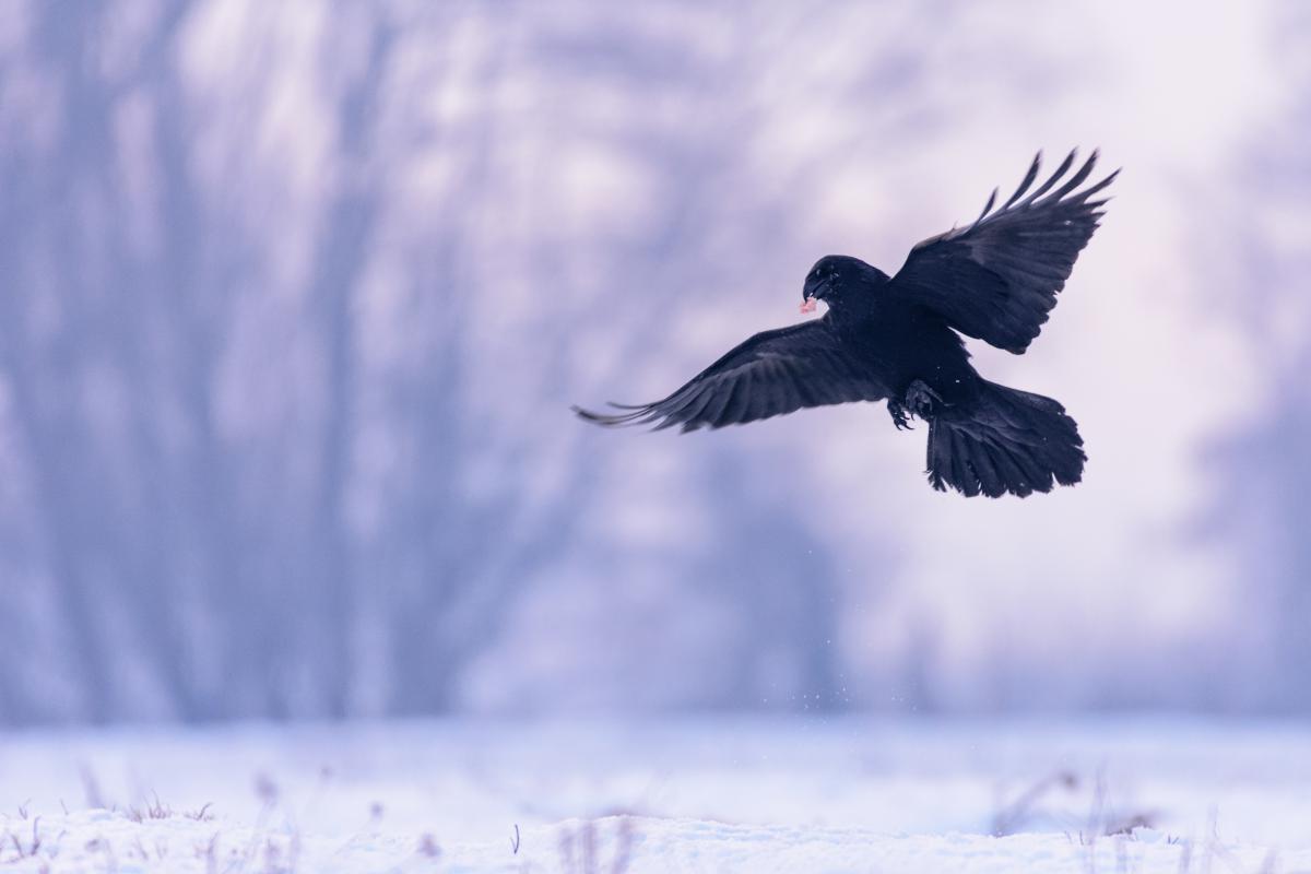 Szakolczai Krisztina