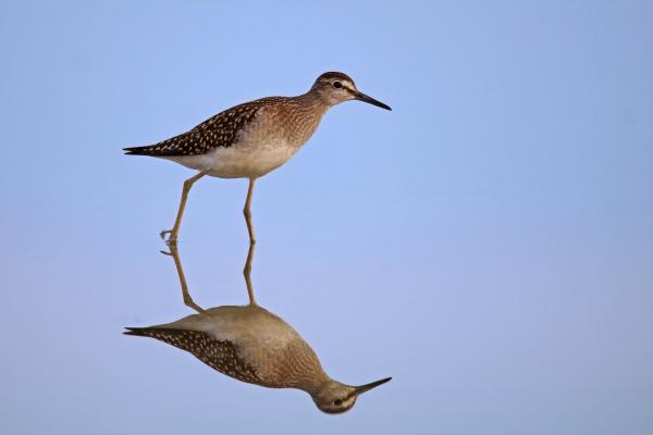 Tökéletes simaság