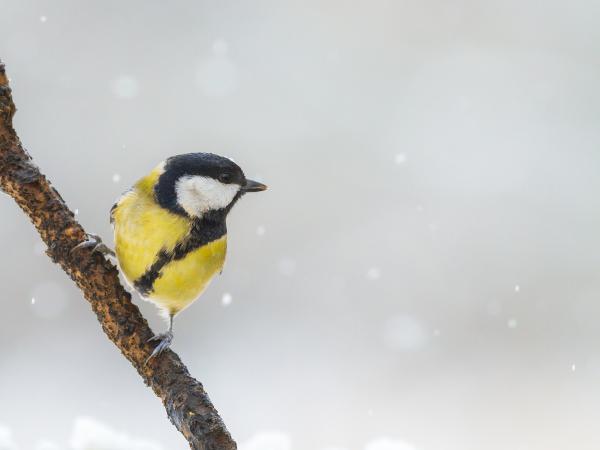 Széncinege hóesésben