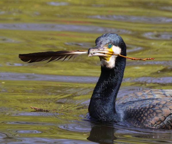Kettőt egy csapásra