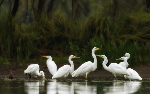 A hét fehérke és a rút kiskacsa