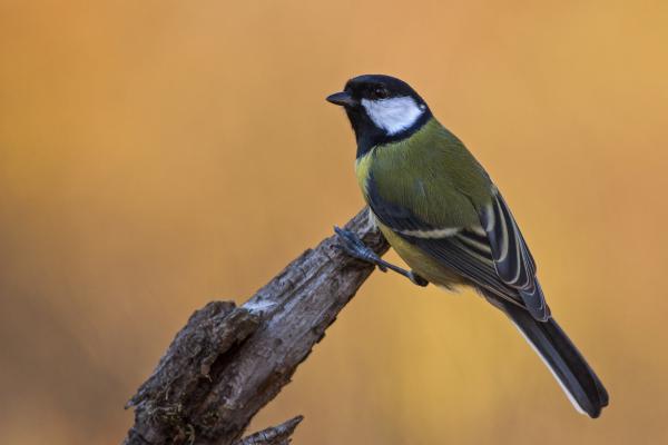 Parus major