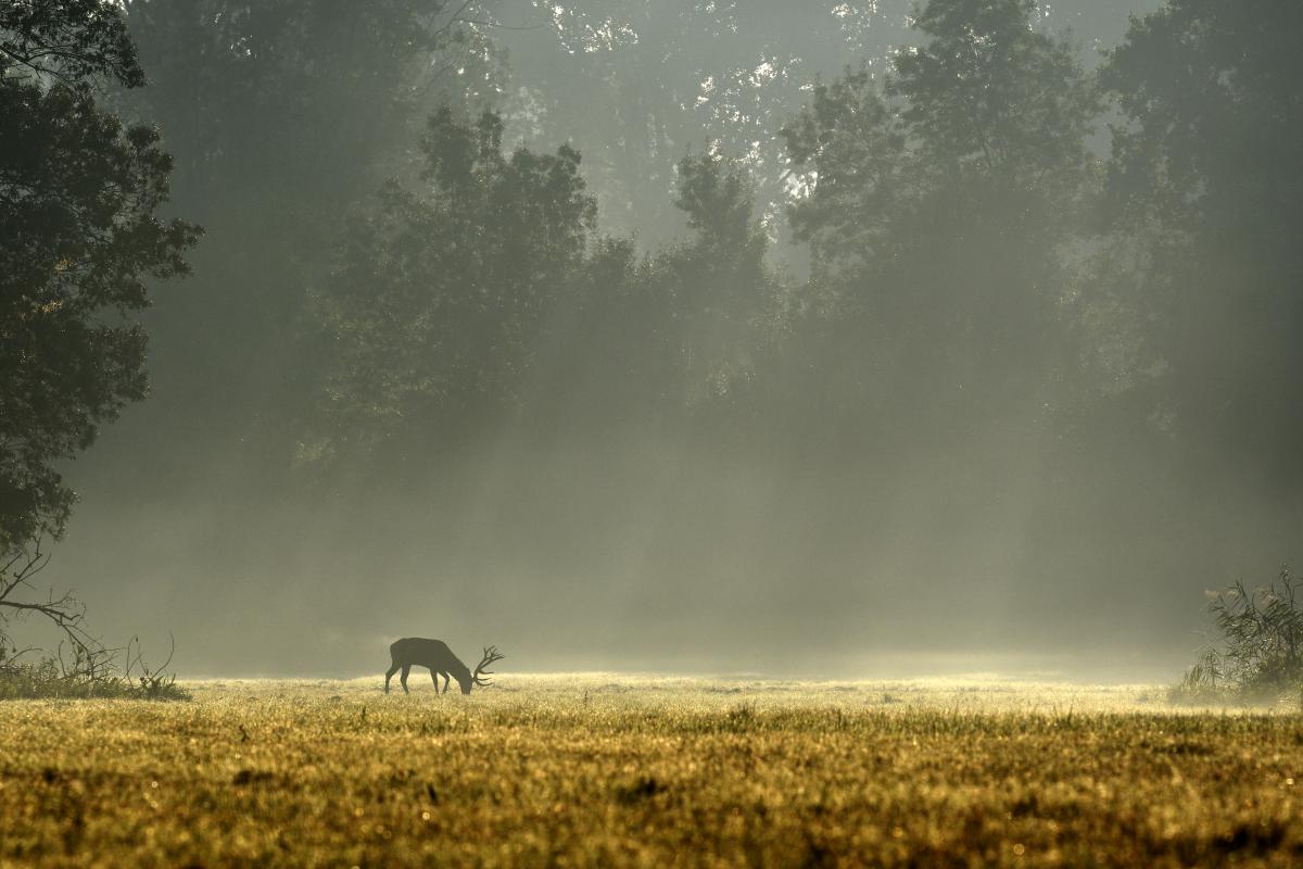 Násfayné Kőházi Mária