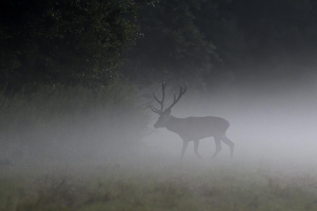 Násfayné Kőházi Mária