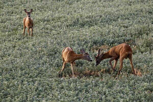 Őzek a lucernásban