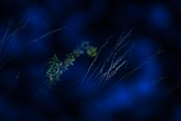 Egy szöcske éjjele