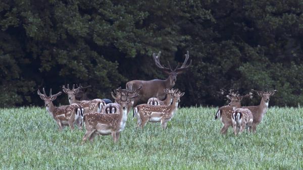 A nagy testvér is figyel