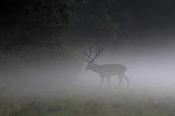 Köd előtte, köd mögötte...