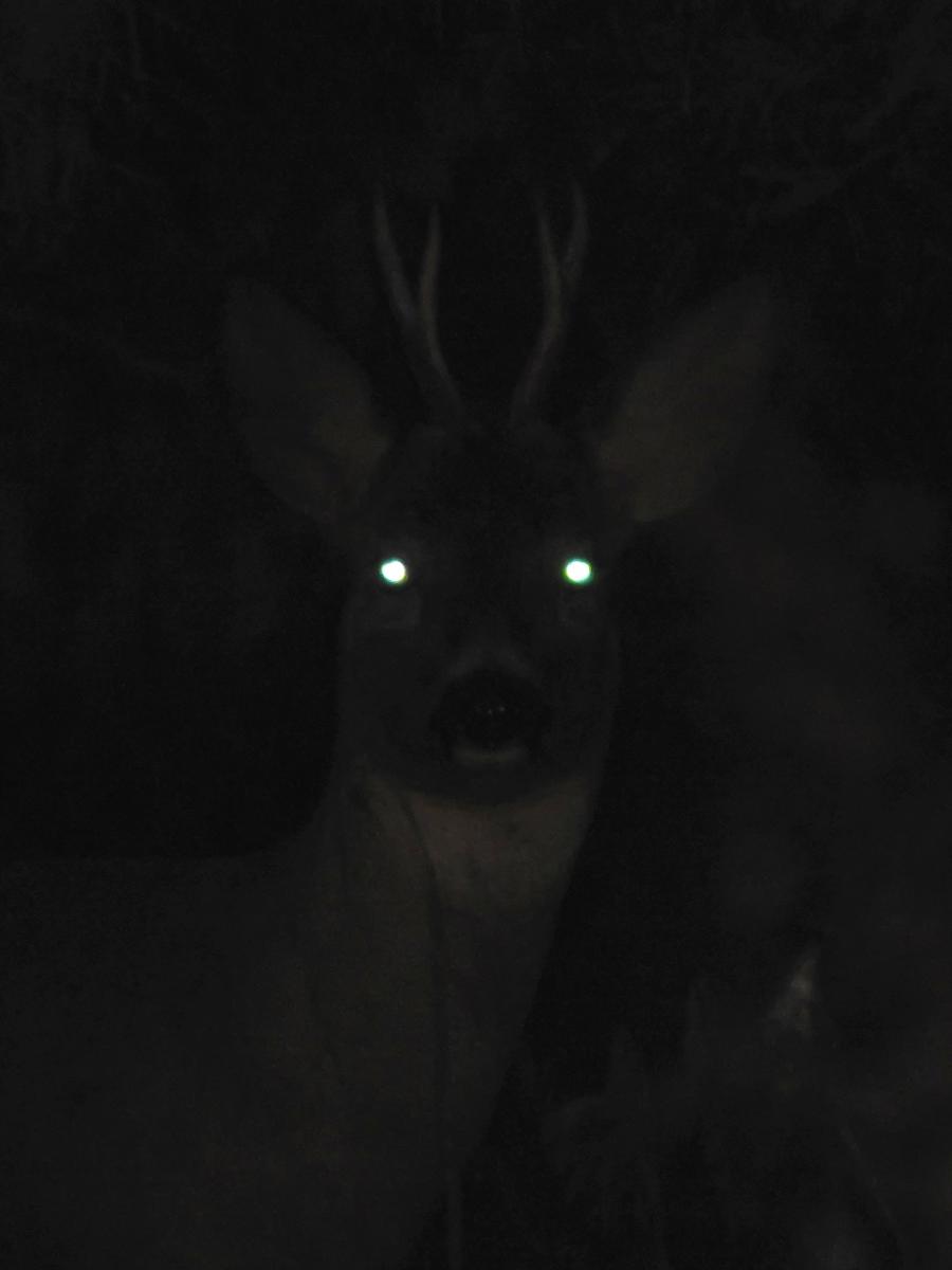 Koncz-Bisztricz Tamás