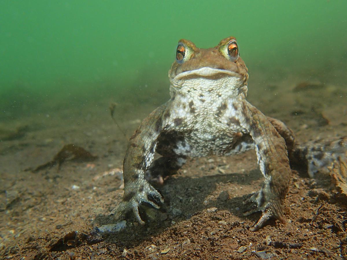 Násfayné Kőházi Mária