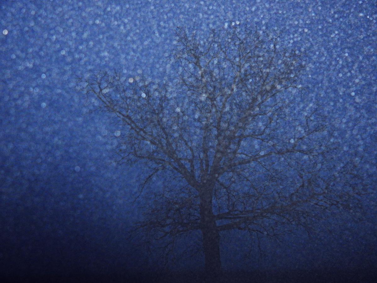 Koncz-Bisztricz Tamás