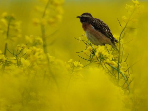 Sárga virágok között álmodom