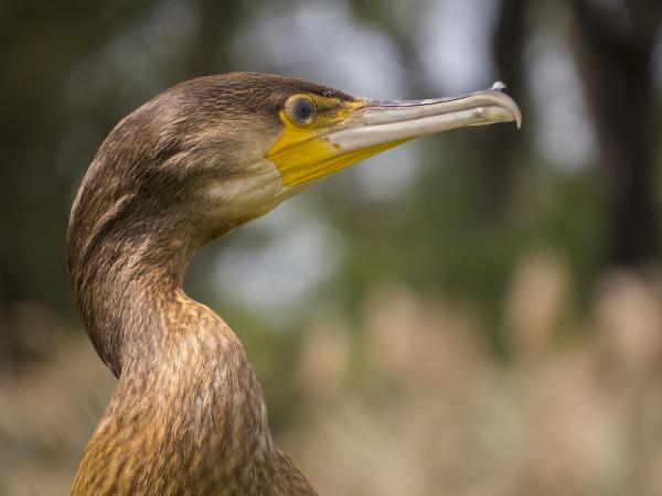 Kormorán profilból