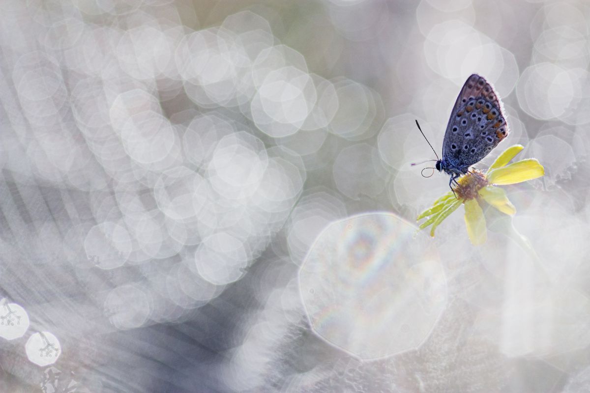 Sándor-Tóth Zsuzsanna