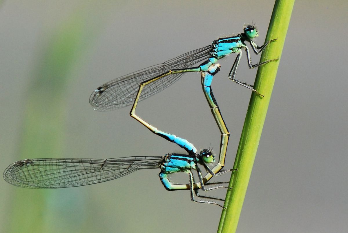 Gaál Zoltán Péter