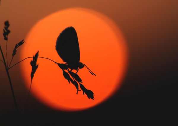 A lemenő Nap fényében