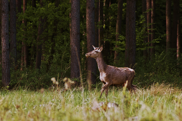 Reggeli találkozás