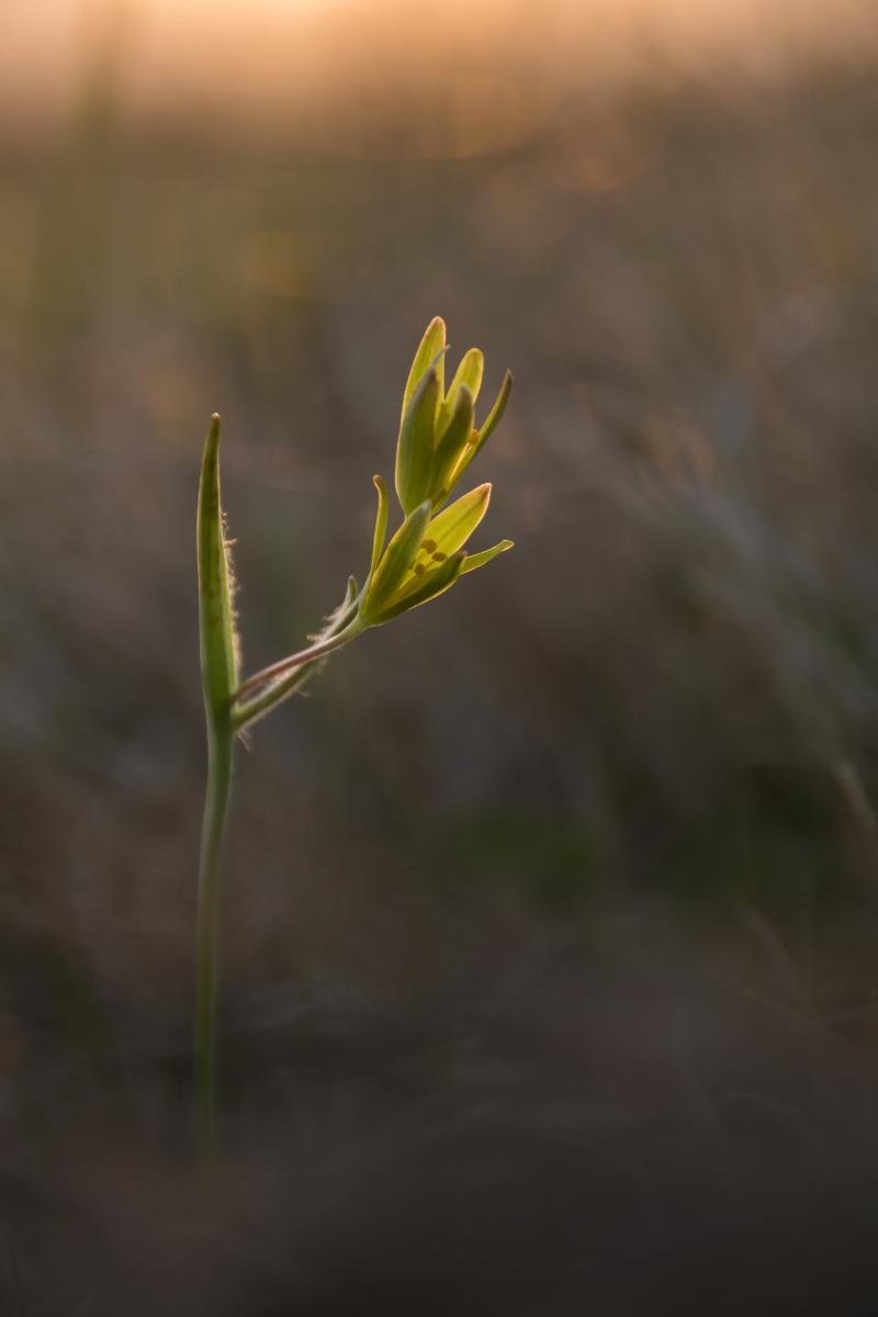 Kovács-Udvari Judit